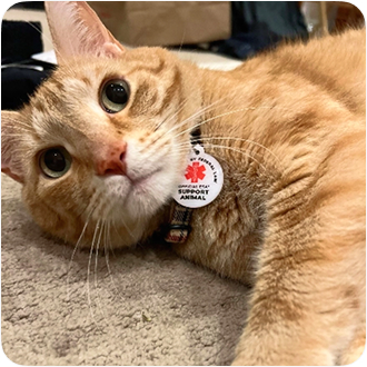 Orange cat with tag