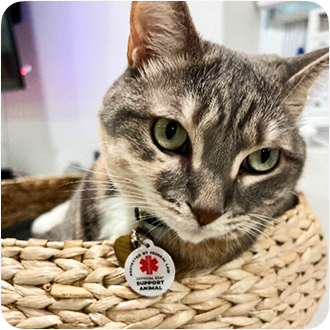 Gray tabby cat in basket