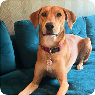 Dog with GeniusPet tag