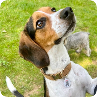 Dog looking up